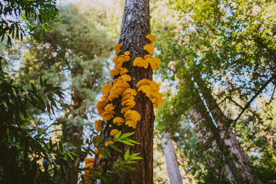 Pigeon_Point_Elopement-29