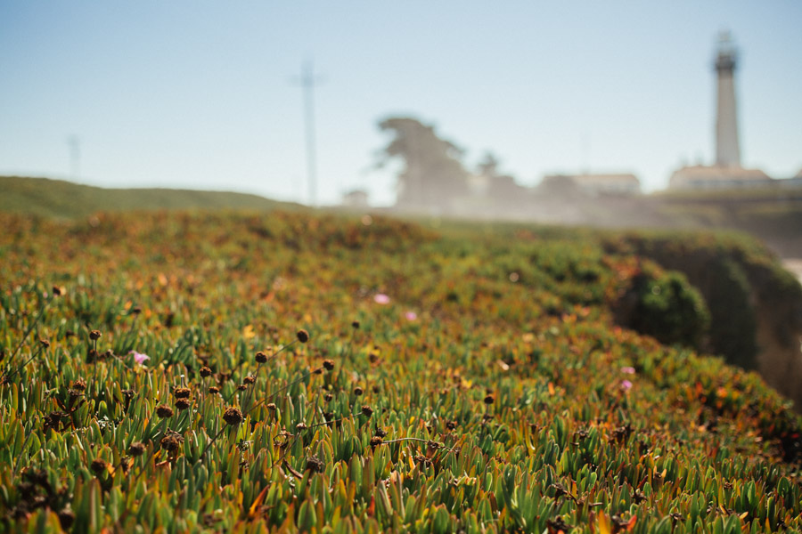 Pigeon_Point_Elopement-59